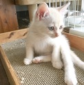 生後1〜2ヶ月 茶白の男の子