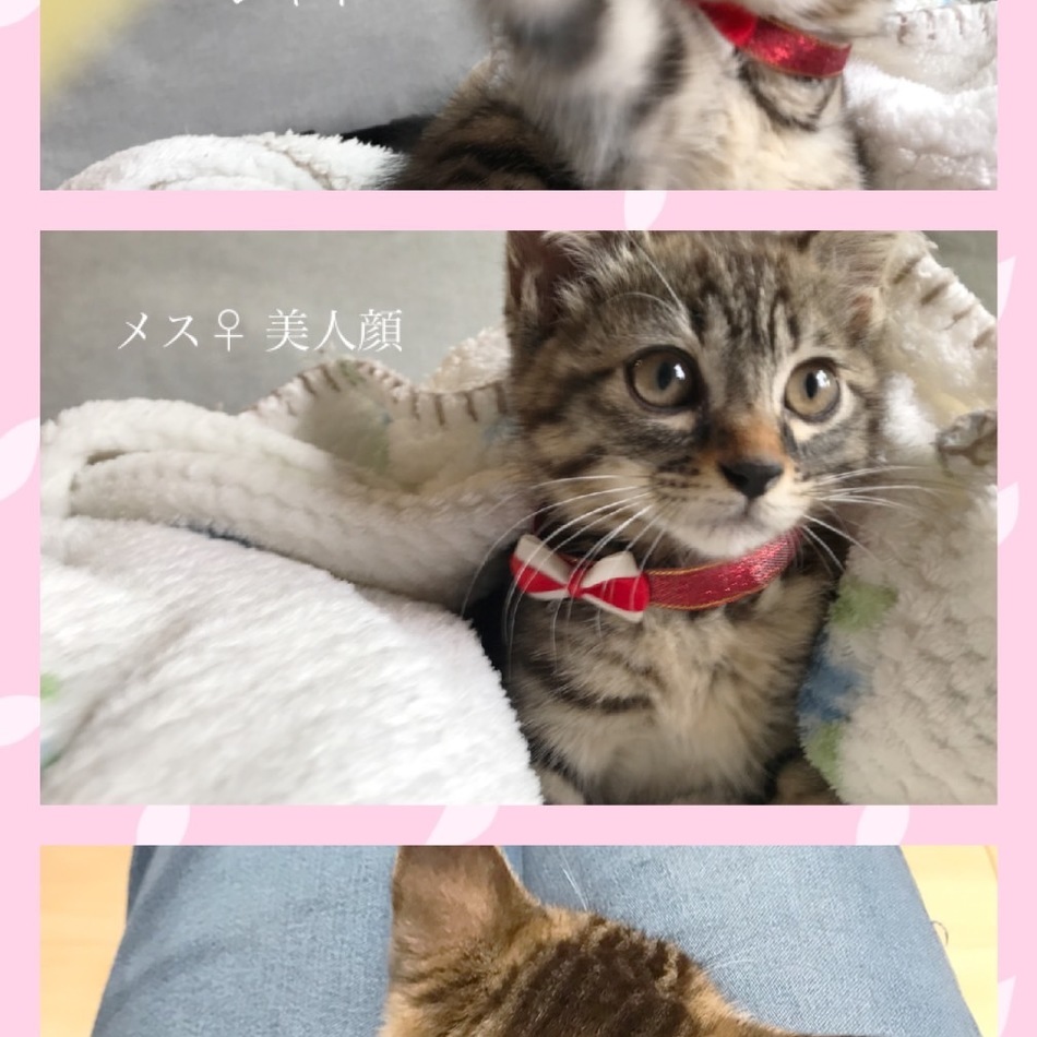子猫のカバー写真