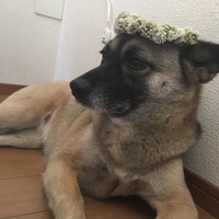 羽愛