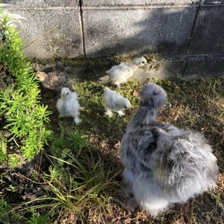 シルキー（烏骨鶏）の雛