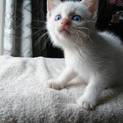ブルーアイの白猫ちゃん。