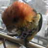 シャブリ さん