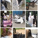 緊急！白猫大集合！！助けて下さい！