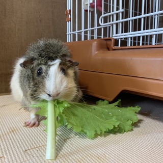 テディ×アビシニアンモルモット