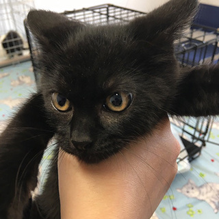 一緒に暮らしたら最高！サバサバ系黒猫女子