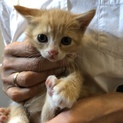 可愛い子猫★茶トラ★マイペース（ピンク）