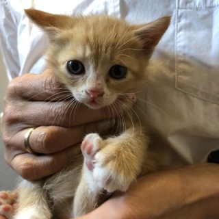 可愛い子猫★茶トラ★マイペース（ピンク）