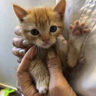 可愛い子猫★茶トラ★元気