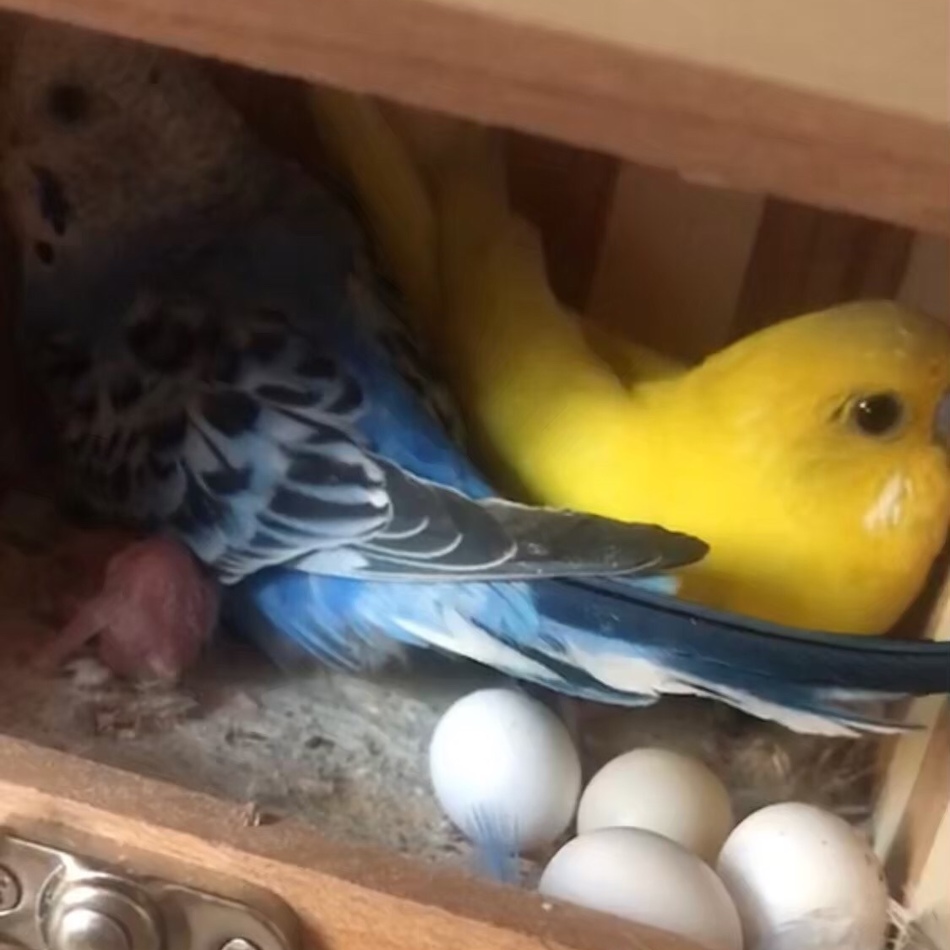 ブーワのカバー写真