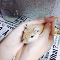 スナネズミ 4ヶ月