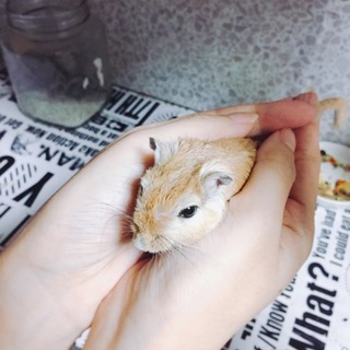 スナネズミ 4ヶ月