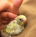 セキセインコの雛の里親募集