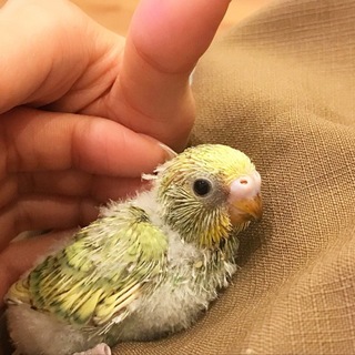 セキセインコの雛の里親募集