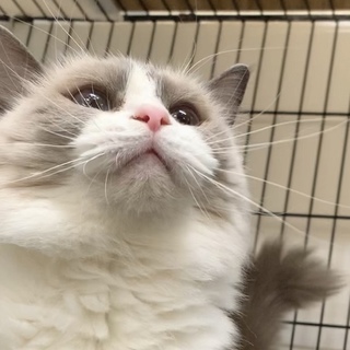 鼻の穴がハート❤︎ラグ女の子