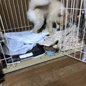 ポメラニアン 茶々丸 5kg 大きめ