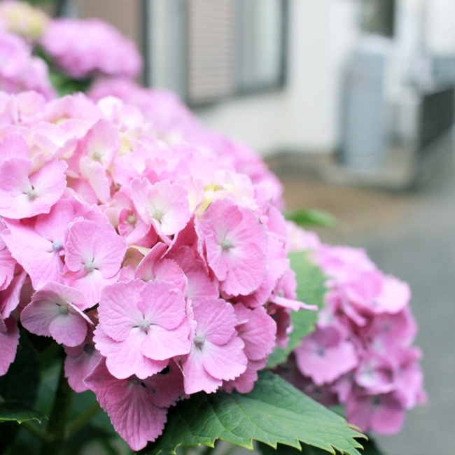 papico0428のカバー写真