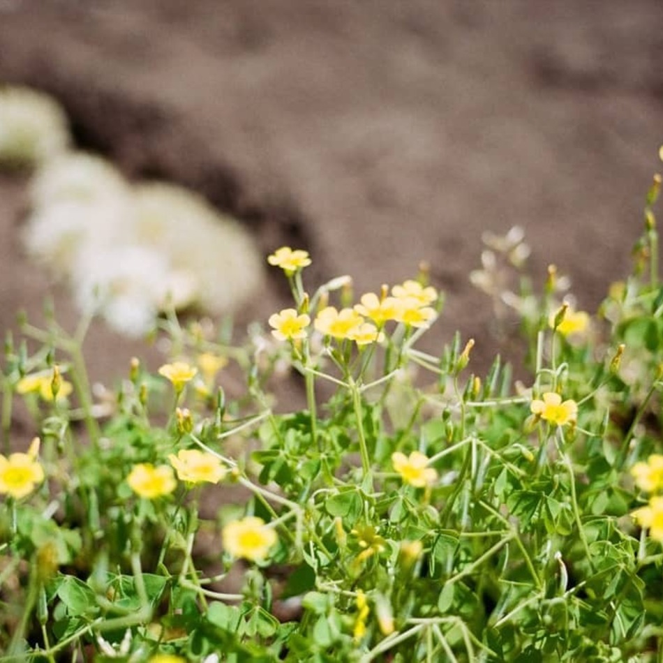 アインのカバー写真