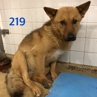 里親決定しました。