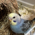 セキセイインコ 雛