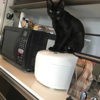 ビビ