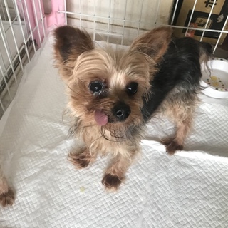 ヨーキー男の子