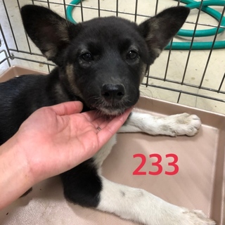 里親決定しました。