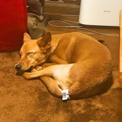 「あ～俺はエマに好かれたい」サムネイル3