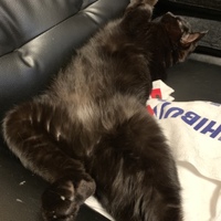 マル