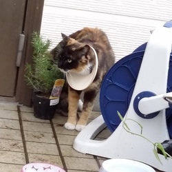 野良猫で首にプラスチックのふた