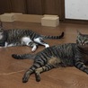 くつろぎ中