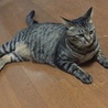 レディ蓮華
