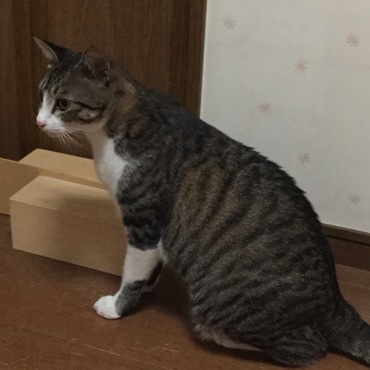 ジェントル菖蒲