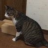 ジェントル菖蒲