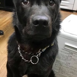 犬猫譲渡会＆マルシェ サムネイル2