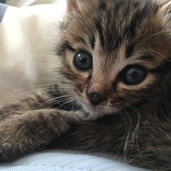 犬猫譲渡会＆マルシェ サムネイル3