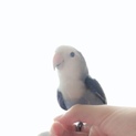 里親さんを探しています。