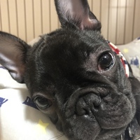 モモ