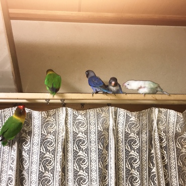 左下の子が新しく家族になったコニーちゃんです(^-^)/
