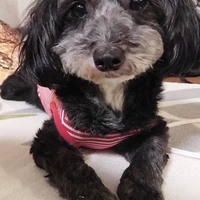 ミミ