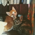 ２か月の美猫キジサビ＆美少年茶白くん