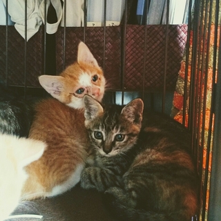 ２か月の美猫キジサビ＆美少年茶白くん