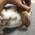 社宅へ引っ越しのため飼えなくなってしまいました