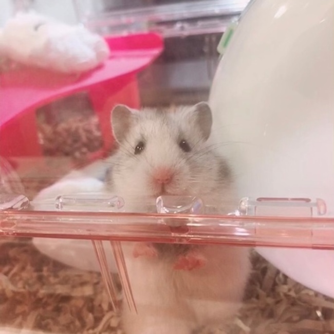 ちゅぴたんのカバー写真