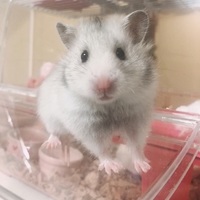 ちんまい