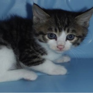 里親様に迎えられました。有難うございました。