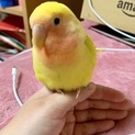 コザクラインコのモンちゃんです