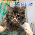 ふさ系茶白キジ君♂♡013