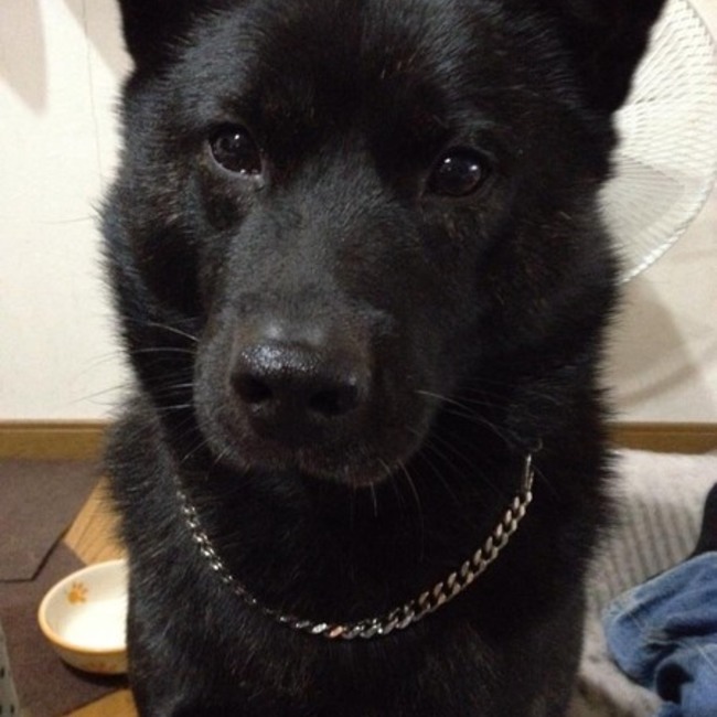 珠黎のカバー写真