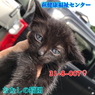 小さな黒子猫ちゃん 4匹兄妹で収容 