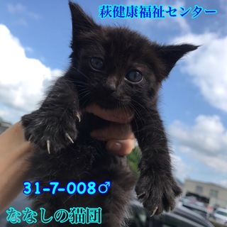 可愛い黒子猫♂兄妹4匹で収容 008
